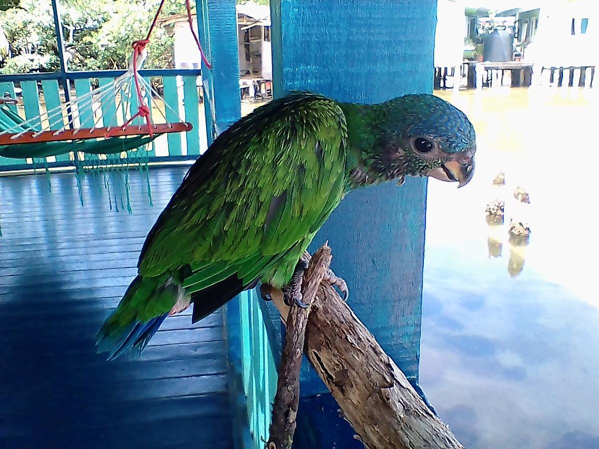 Bocas del Toro Karma On The Water酒店 外观 照片